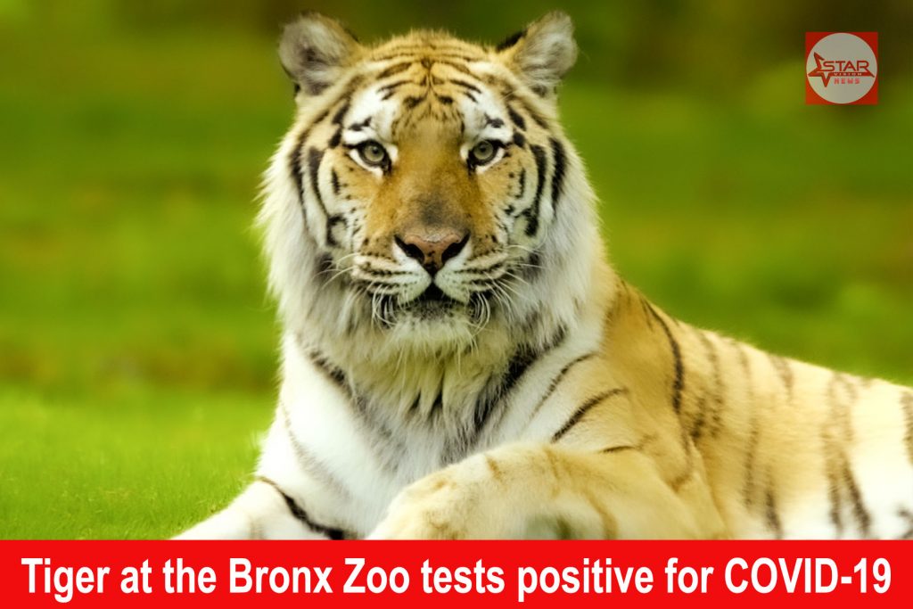 A tiger at the Bronx Zoo tests positive for coronavirus