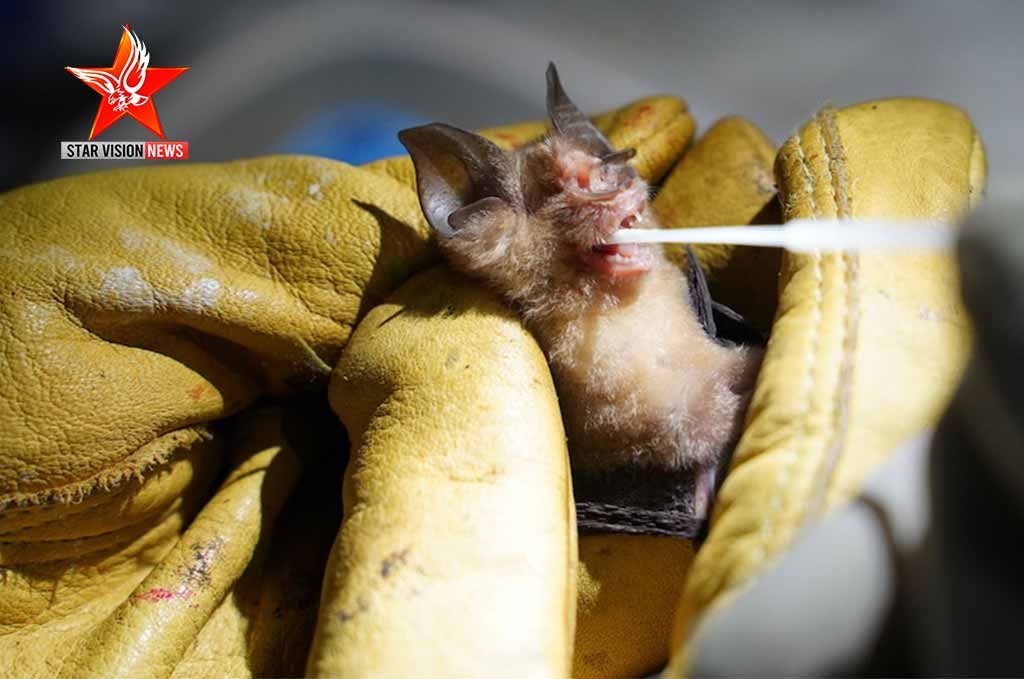 Cambodia bat researchers on mission to track origin of COVID-19