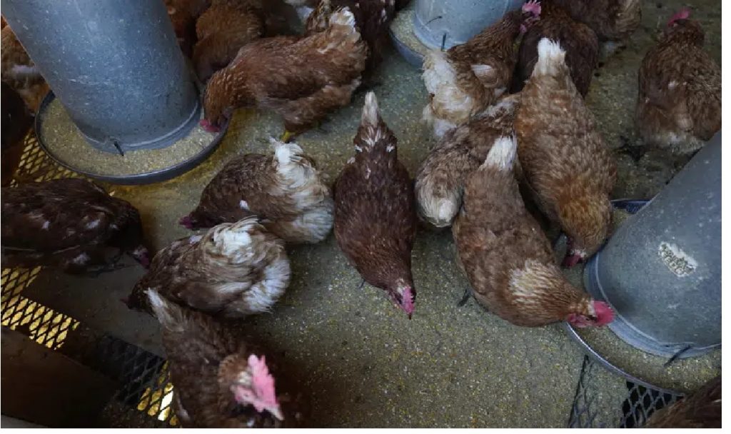 Bird flu costs pile up as outbreak enters second year