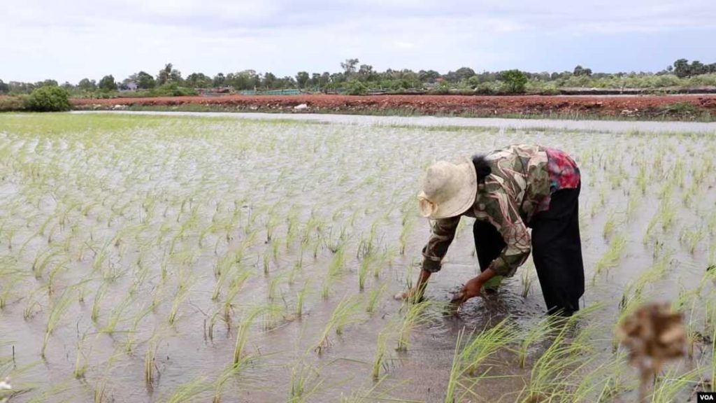NIA sa publiko: ‘Wag magsayang ng bigas!