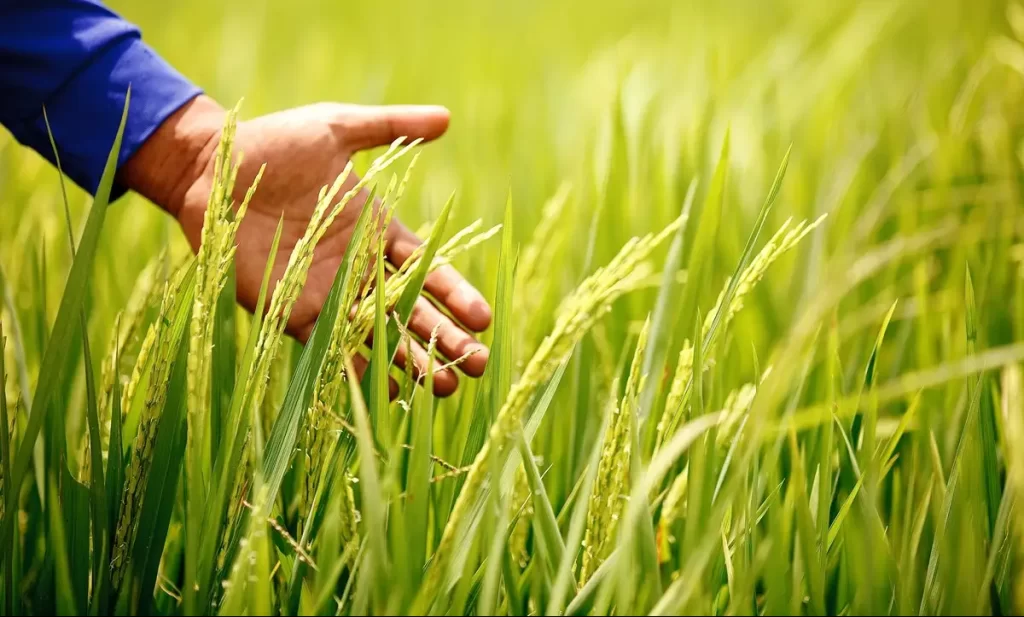 Presyo ng bigas posibleng Nobyembre o Disyembre pa bumaba